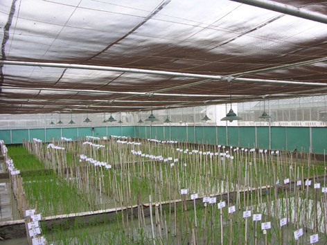 Gạo vàng giúp tránh bệnh mù lòa Gạo vàng giúp tránh bệnh mù lòa