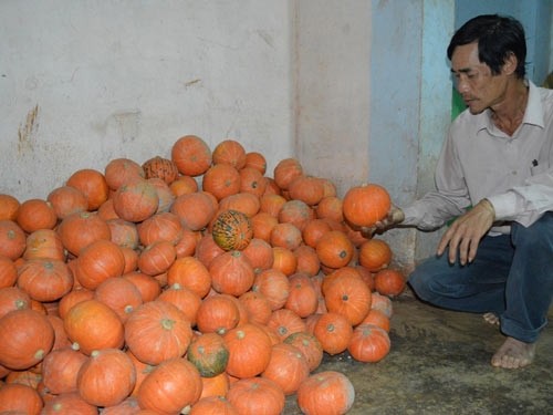 Nông dân khổ với giống cây Trung Quốc Nông dân khổ với giống cây Trung Quốc