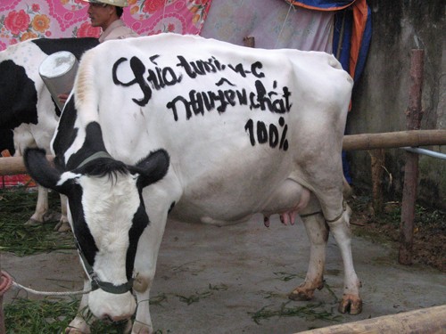 Nuôi bò, vắt sữa lĩnh thưởng cả trăm triệu đồng Nuôi bò, vắt sữa lĩnh thưởng cả trăm triệu đồng