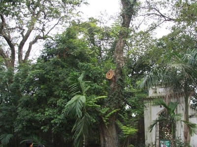 Hà Nội: Trả lại gỗ sưa để bán đấu giá Một trong 2 cây gỗ sưa bị chặt cành đem bán ở thôn Phụ Chính