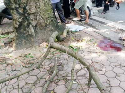 Cây gãy đè trúng đầu, một phụ nữ tử vong Hiện trường nơi xảy ra vụ việc