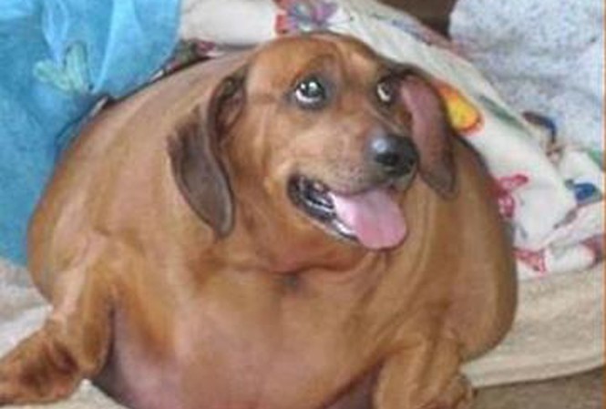 Chú chó giảm béo hơn 20kg Chú chó giảm béo hơn 20kg