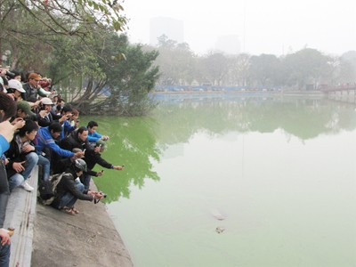 'Cụ' Rùa nổi sát bờ, mang nhiều vết thương 'Cụ' Rùa nổi sát bờ, mang nhiều vết thương