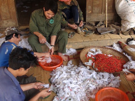 Loay hoay bảo tồn Ngọc linh sâm Loay hoay bảo tồn Ngọc linh sâm