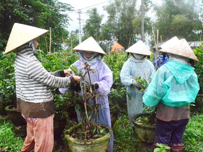 Mai Tết Bình Định náo nức xuất hàng Mai Tết Bình Định náo nức xuất hàng