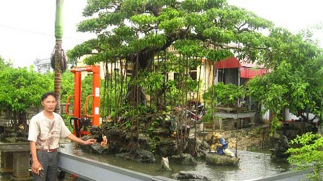 Cả thôn xây nhà lầu, sắm ô tô nhờ... cây cảnh Nghệ nhân Bùi Thanh Khiết bên cây sanh cảnh trị giá trên 500 triệu đồng của gia đình.