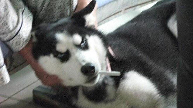 Chú chó hút thuốc lá mỗi tối trước khi đi ngủ Meiya, một chú chó Husky, nghiện thuốc lá. Ảnh: oeofo.com