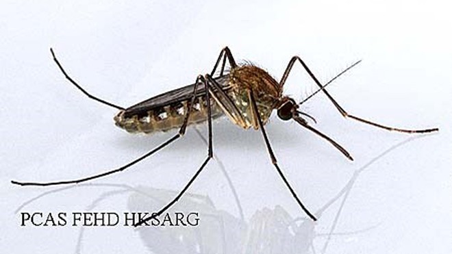 Chim, lợn và muỗi: Nguyên nhân chính gây bệnh viêm não Nhật Bản Muỗi Culex Tritaeniorhynchus – trung gian truyền bệnh viêm não Nhật Bản.