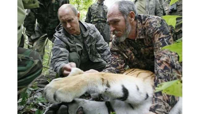 'Hổ quý' của ông Putin vượt biên sang Trung Quốc Hồi tháng 5, Tổng thống Nga Putin thả con hổ con 19 tháng tuổi ở vùng Amur. Ảnh: AP