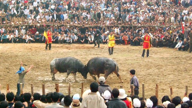 Huyện đề nghị nhà trường đổi lịch học để tổ chức... chọi trâu ảnh minh họa