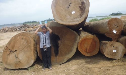 Theo chân “lâm tặc” xem khai thác gỗ dưới lòng hồ ở Panama Tác giả bên những khối gỗ khổng lồ (Ảnh: Lưu Vạn Kha)