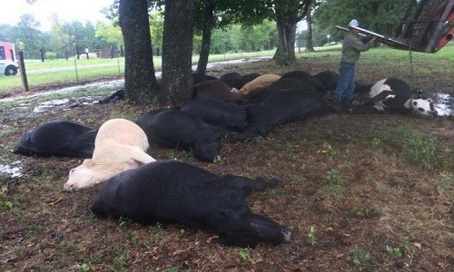 Cả đàn bò 19 con bị tia sét giật chết cùng lúc Đàn bò chết do sét đánh ở Texas. Ảnh: Victor Benson.
