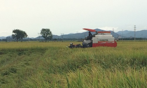 Công an xã trả lại tiền 'răn đe' cho chủ máy gặt lúa Máy gặt lúa hoạt động tại địa bàn xã Bắc Thành, huyện Yên Thành (Nghệ An).