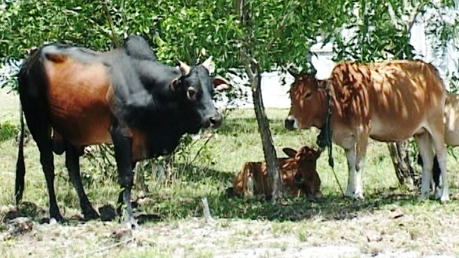 Một phụ nữ bị bò nhà húc chết Con bò đực to lớn (bìa trái) là “thủ phạm” húc chết người.