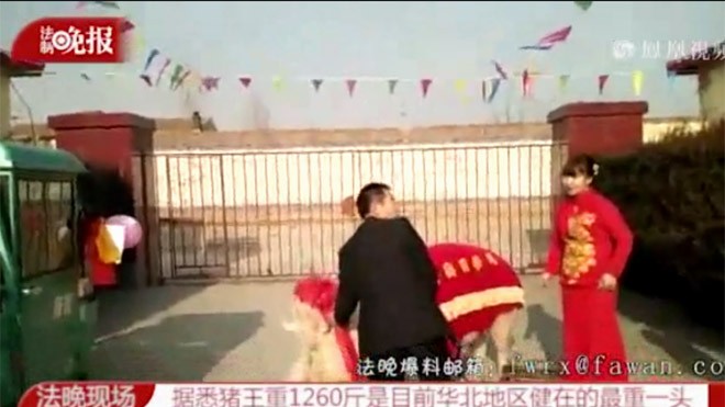 Cô dâu cưỡi lợn khủng vào nhà chồng Cô dâu cưỡi lợn khủng vào nhà chồng