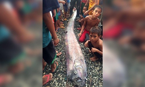 Cá rồng biển liên tiếp dạt vào Philippines, gây lo ngại về động đất Xác cá oarfish mới nhất dạt vào bờ biển Philippines. Ảnh: Facebook.