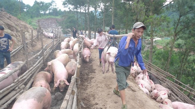 Đàm phán xuất lợn hơi chính ngạch đi Trung Quốc Việc phụ thuộc vào xuất khẩu lợn hơi qua đường tiểu ngạch đi Trung Quốc, gây rủi ro lớn cho ngành chăn nuôi lợn trong nước