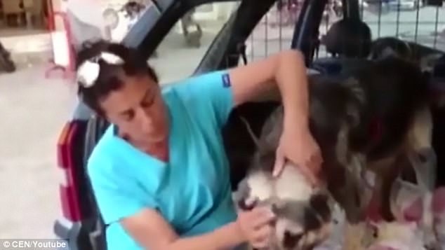 Dân mạng phẫn nỗ chủ buộc chó vào đuôi ôtô, kéo lê trên đường Dân mạng phẫn nỗ chủ buộc chó vào đuôi ôtô, kéo lê trên đường