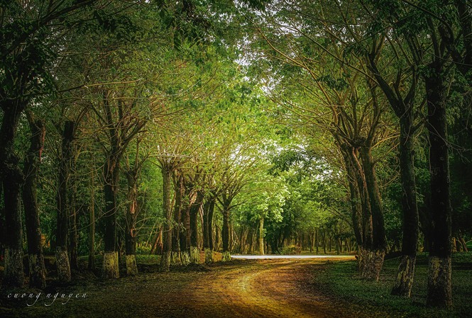 Nhà giàu Việt tìm về bản nguyên cuộc sống Ecopark được mệnh danh là thành phố triệu cây xanh, với tỷ lệ 200 cây xanh/người.
