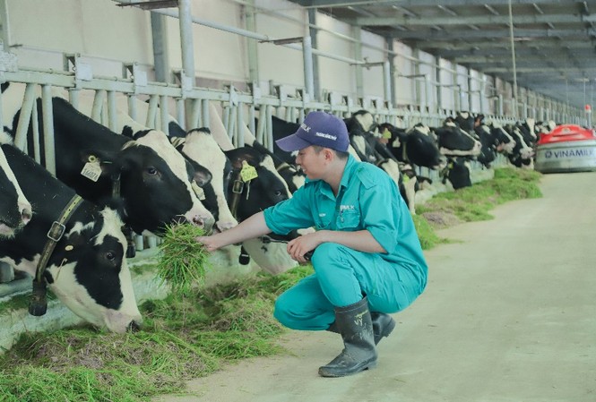 Tết tại ‘resort’ bò sữa Vinamilk có gì đặc biệt? Tết tại ‘resort’ bò sữa Vinamilk có gì đặc biệt?