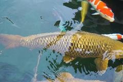 Cá Koi khổng lồ dài gần 1,2 mét ở TP.HCM Cá Koi khổng lồ dài gần 1,2 mét ở TP.HCM