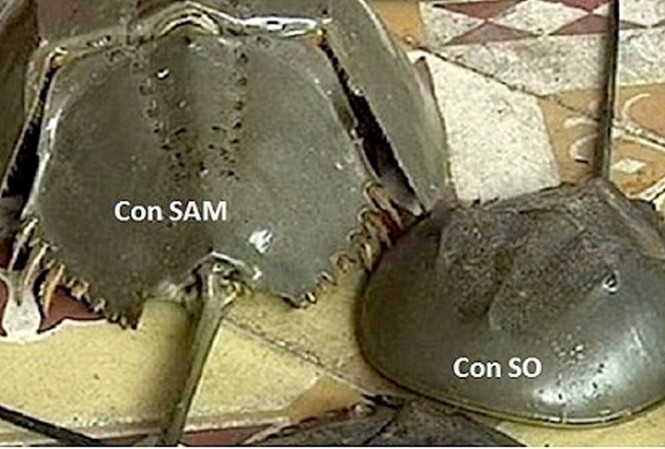 7 người ngộ độc, cháu bé tử vong nghi do ăn sam biển Vũng Tàu 7 người ngộ độc, cháu bé tử vong nghi do ăn sam biển Vũng Tàu