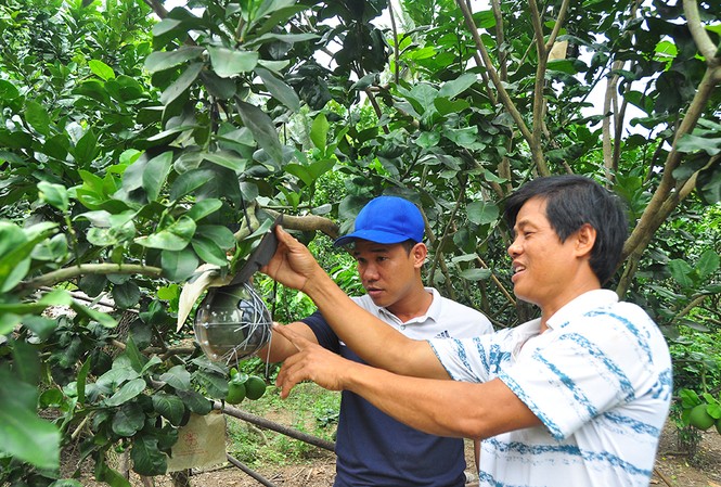 Trái cây độc, lạ rục rịch chờ tết Trái cây độc, lạ rục rịch chờ tết