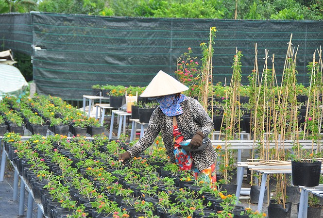 Thủ phủ hoa lớn nhất miền Tây chuẩn bị gần 3 triệu giỏ hoa phục vụ Tết Thủ phủ hoa lớn nhất miền Tây chuẩn bị gần 3 triệu giỏ hoa phục vụ Tết