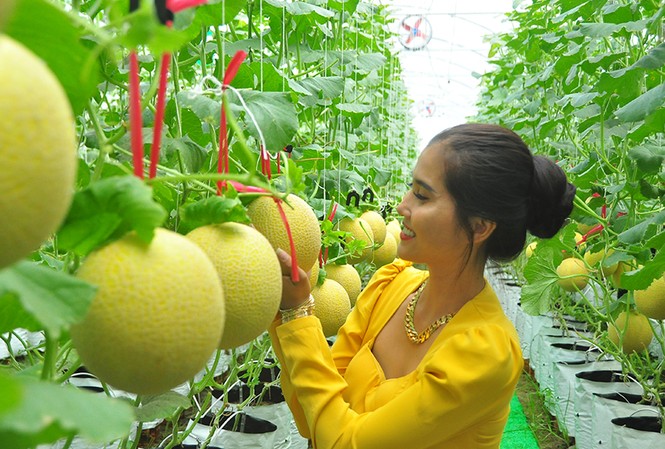 Vườn dưa lưới của chàng thạc sĩ nông nghiệp thu hút đông bạn trẻ check-in dịp Tết