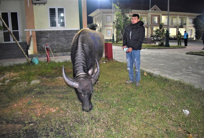 Trộm 3 con trâu của nhà hàng xóm, bán lấy tiêu Tết Võ Thành Quang và tang vật vụ án