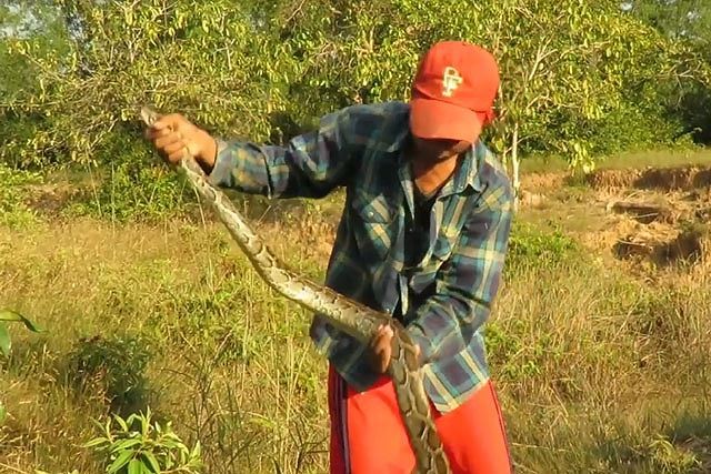 Clip: Nam thanh niên trổ tài bắt sống trăn trong ‘chớp mắt’ Clip: Nam thanh niên trổ tài bắt sống trăn trong ‘chớp mắt’