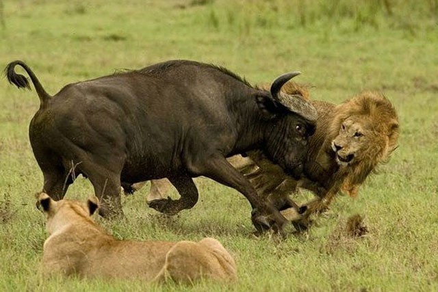 Trâu rừng phát điên, húc sư tử bay lên trời Trâu rừng phát điên, húc sư tử bay lên trời