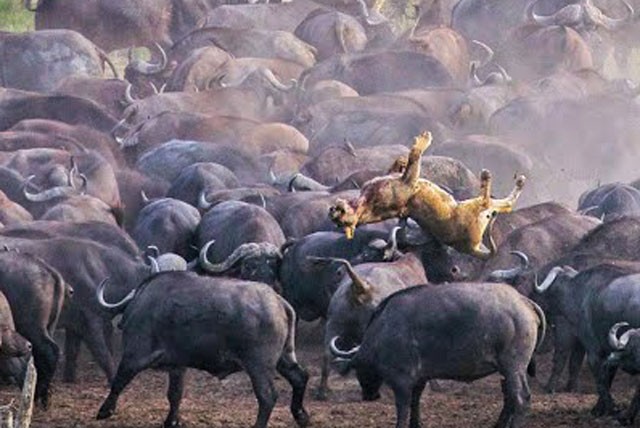Sư tử chết thảm khi bị bầy trâu rừng ‘giày xéo’ Đàn trâu rừng húc văng sư tử lên không trung.