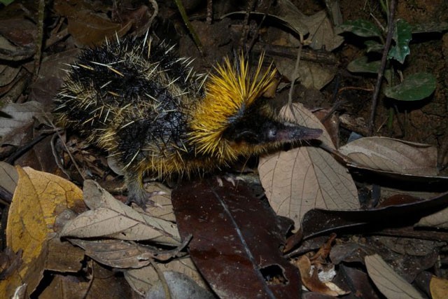 Khám phá ‘đứa con lai quái dị của chuột chù và nhím’ Hemicentetes semispinosus.