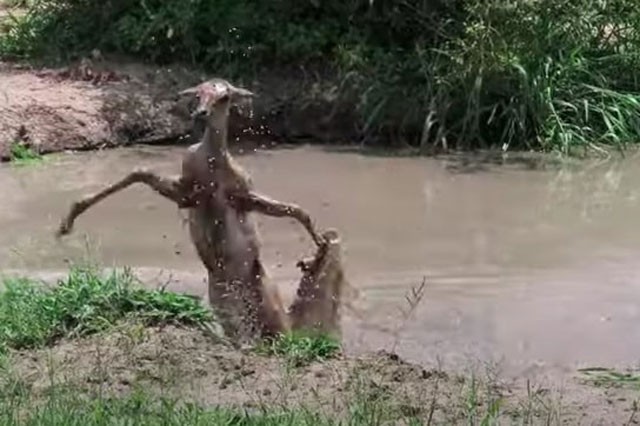Linh dương đen đủi nhất năm: Ác chiến với cá sấu xong bỏ mạng trước báo hoa mai Linh dương ác chiến giành sự sống với cá sấu.