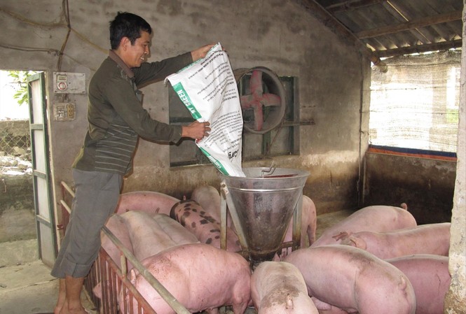 Giá thịt heo cao chót vót: Găm hàng, đẩy giá? Giá thịt lợn tiếp tục lập đỉnh giá mới, lợn hơi đã xấp xỉ 100 nghìn đồng/kgẢnh: Bình Phương