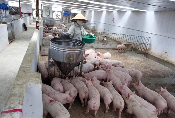 Áp Tết, hàng loạt chủ trại lợn găm hàng Nhiều trang trại lợn hàng trăm con đang đợi giá thịt lợn tăng cao hơn nữa mới bán
Ảnh: Như Ý
