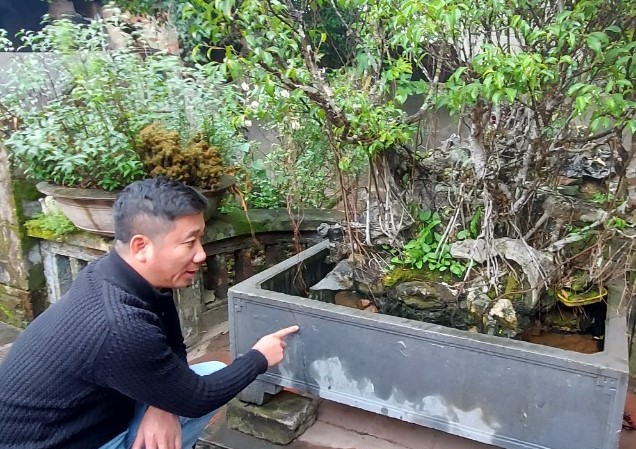 Cây cảnh... lãnh đủ: Trái đắng Cây sanh của nhà ông Nguyễn Khắc T. có thời điểm được trả 250 cây vàng. Ảnh: MĐ