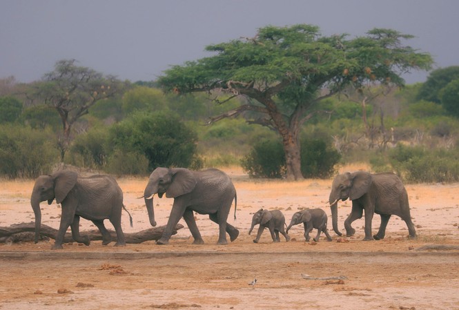 Hạn hán nghiêm trọng đe dọa xóa sổ động vật hoang dã châu Phi Loài voi ở Zimbabwe đang có nguy cơ tuyệt chủng vì hạn hán.