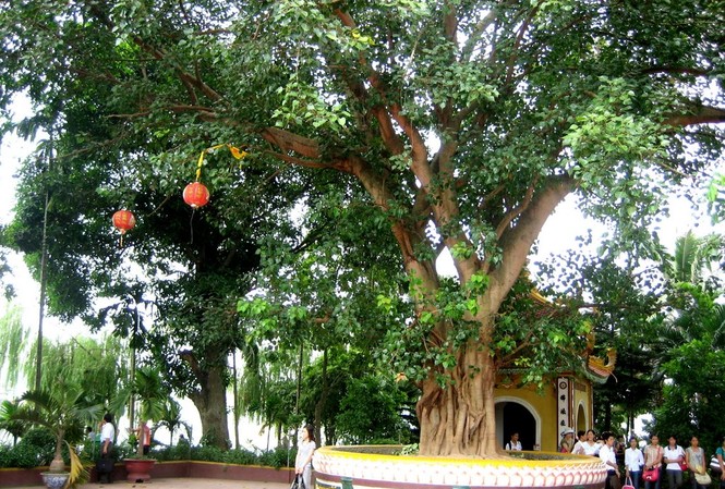 60 năm cây bồ đề Ấn Độ được trồng tại chùa Trấn Quốc Cây bồ đề có gốc tích Ấn Độ tại chùa Trấn Quốc, Hà Nội.