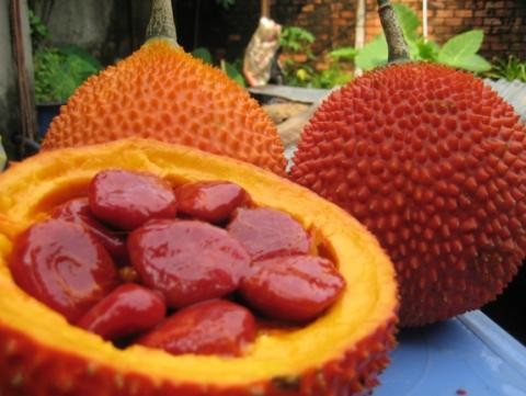 Thuốc hay dân gian trị viêm xoang chỉ từ 25 hạt gấc Ảnh minh hoạ: Internet
