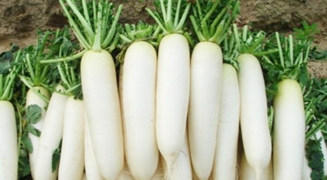 Củ cải trắng: Cực tốt và cực độc, biết mà tránh khi ăn kẻo rước họa vào  thân | Sức khỏe | Báo điện tử Tiền Phong