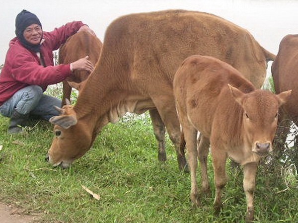 Xử lý trách nhiệm người đứng đầu chính quyền để gia súc chết nhiều chưa từng thấy Gia súc chết nhiều chưa từng thấy tại TT-Huế thời gian gần đây. Ảnh minh họa