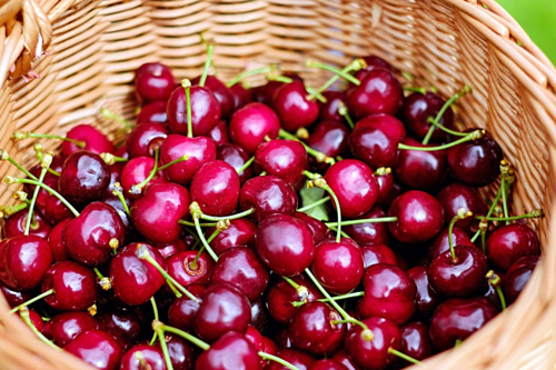 Trái cây, sữa Australia ồ ạt vào Việt Nam Cherry Australia được ưa chuộng ở Việt Nam.