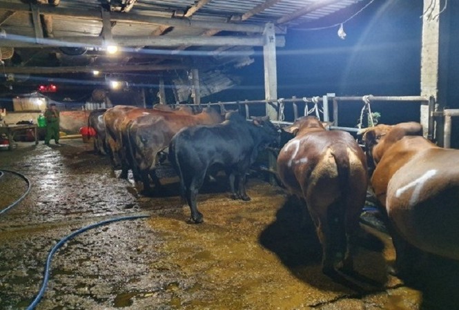 Đề xuất xử lý 2 cơ sở giết mổ bơm nước vào bò để tăng trọng lượng Đề xuất xử lý 2 cơ sở giết mổ bơm nước vào bò để tăng trọng lượng