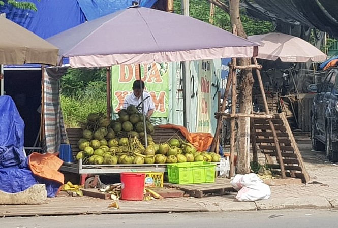 Nắng nóng, dân buôn dừa xiêm Bến Tre hái ra tiền trên vỉa hè Hà Nội Lán bán dừa xiêm gần chợ Nam Trung Yên (Cầu Giấy) lãi tiền triệu mỗi ngày. Ảnh: N.M