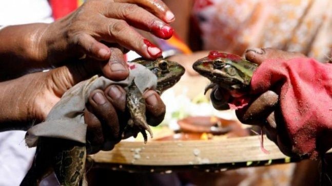 Cặp cóc ‘kết hôn’ để cầu mưa, hai tháng sau bị ép ‘li hôn’ vì mưa quá nhiều Ảnh minh hoạ: ANI
