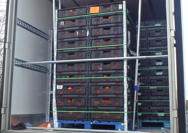 Nhóm người nghi nhập cư ném cam cầu cứu từ container đông lạnh Thùng container chứa đầy cam cùng 8 người nghi nhập cư trái phép. Ảnh: Daily Mail