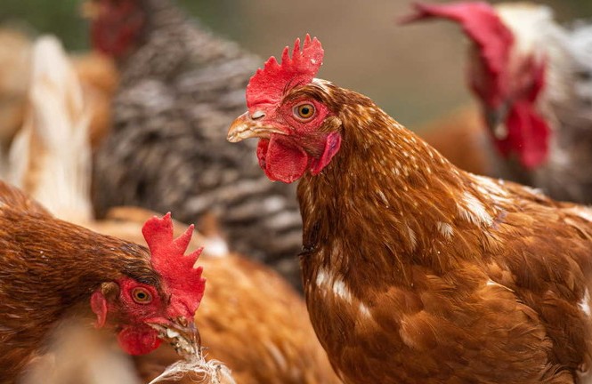 Hồ Bắc 'điên đầu' vì corona, Hồ Nam bùng phát cúm gia cầm H5N1 Ảnh: Pxfuel