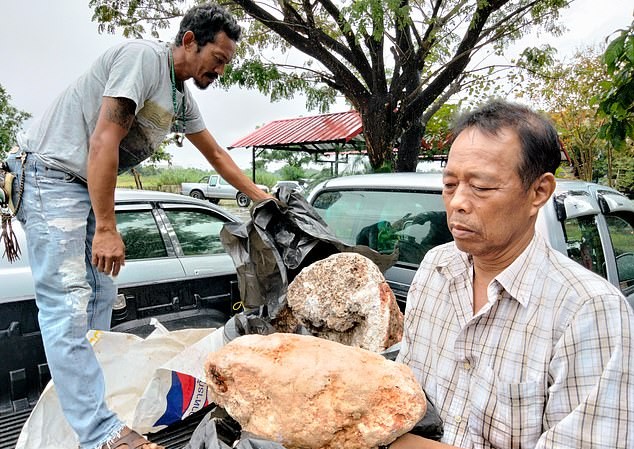Ngư dân Thái Lan phát hiện khối u nghi là 'bãi nôn cá voi', có giá 74 tỉ đồng Ông Naris Suwannasang cầm khối u quý hiếm trên tay.